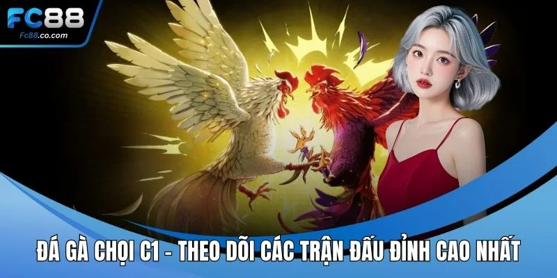 Đá gà chọi c1