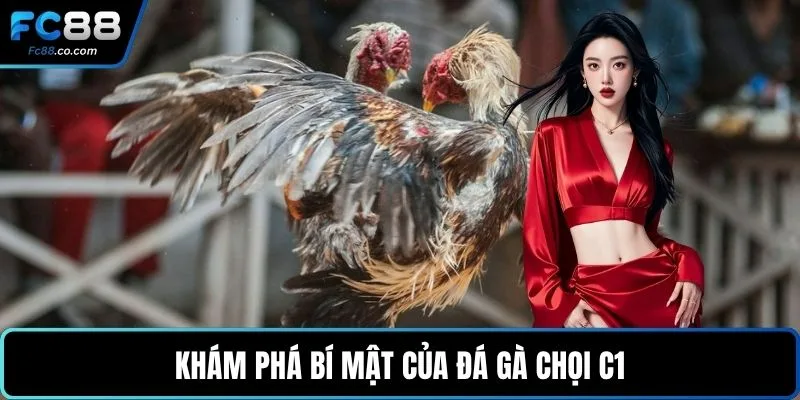 Khám phá bí mật của đá gà chọi C1