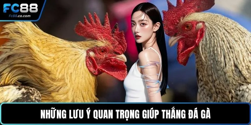 Những lưu ý quan trọng giúp thắng đá gà